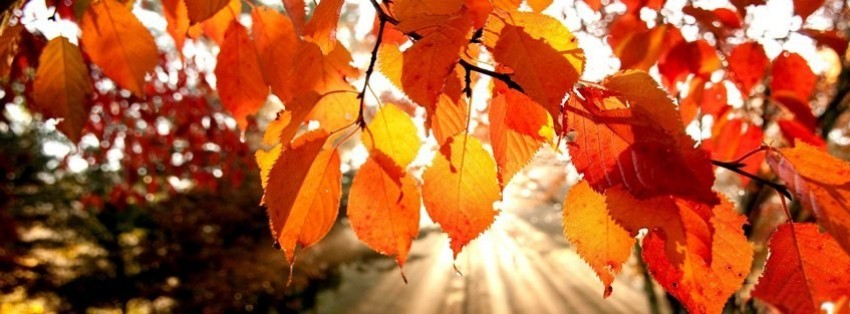 autumn leaves background Facebook Cover timeline photo banner for fb