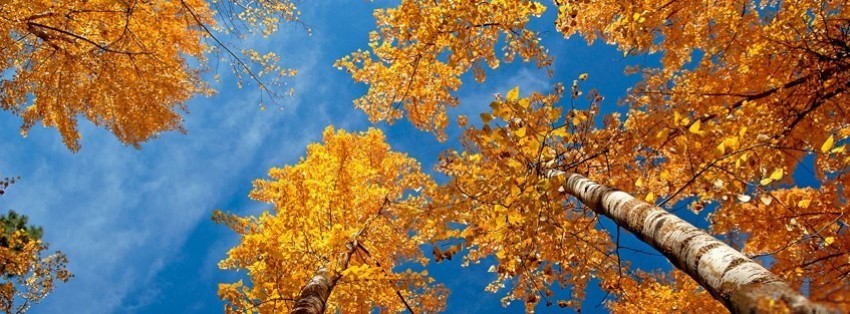Autumn trees Facebook Cover timeline photo banner for fb