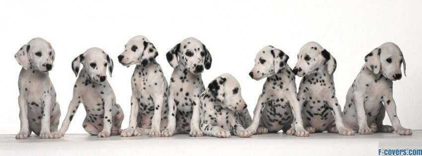 dalmations-facebook-cover-timeline-banne