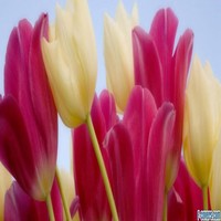 red yellow flower tulips Facebook Cover timeline photo ...