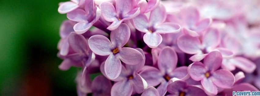 flowers lilac facebook cover timeline banner for fb